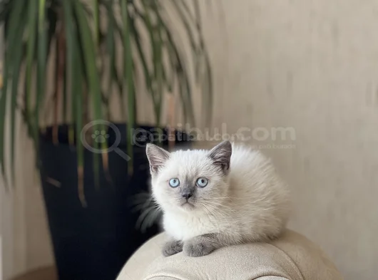 A Kali̇te Bri̇ti̇sh Shorthai̇r Blue Poi̇nt Yavrum görsel