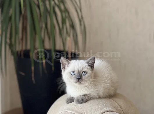 A Kali̇te Bri̇ti̇sh Shorthai̇r Blue Poi̇nt Yavrum