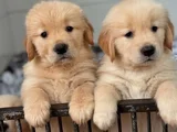 Harika Surat Safkan Golden Retriever Yavruları
