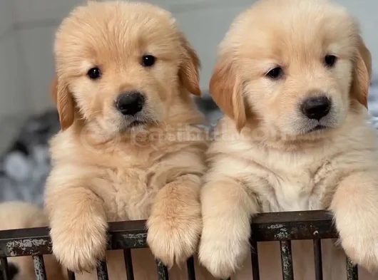 Harika Surat Safkan Golden Retriever Yavruları görsel