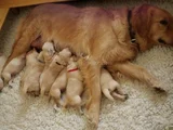 Harika Surat Safkan Golden Retriever Yavruları
