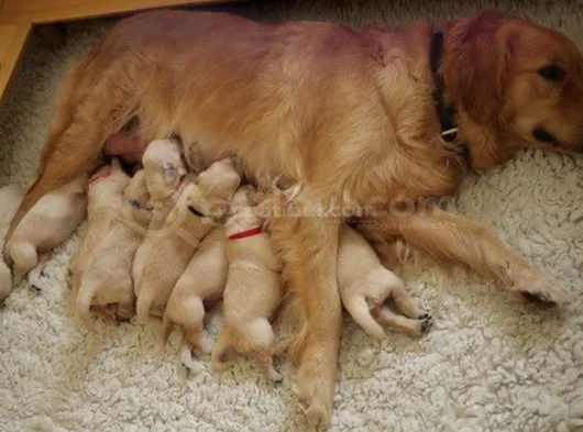 Harika Surat Safkan Golden Retriever Yavruları görsel