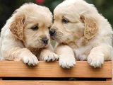 Harika Surat Safkan Golden Retriever Yavruları