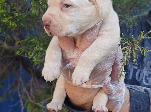 Si̇yah Ve Şampanya Renk Labrador Yavrular görsel