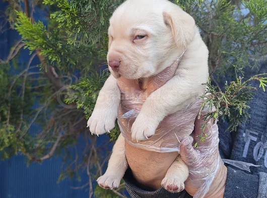 Si̇yah Ve Şampanya Renk Labrador Yavrular görsel