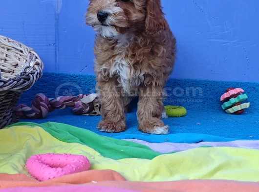 Gerçek Malti̇poo Anne Baba Dan Orji̇nal Malti̇poo Yavrular görsel