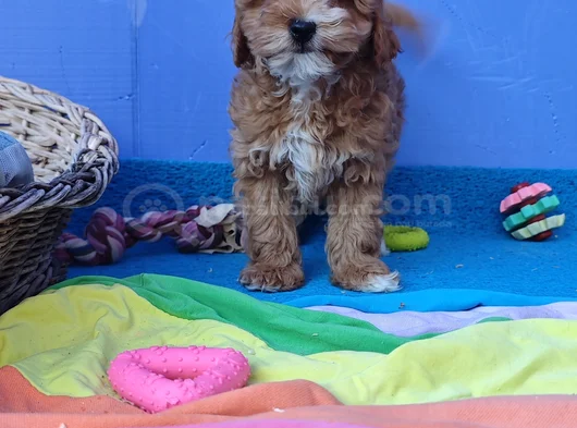 Gerçek Malti̇poo Anne Baba Dan Orji̇nal Malti̇poo Yavrular görsel