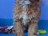 Gerçek Malti̇poo Anne Baba Dan Orji̇nal Malti̇poo Yavrular