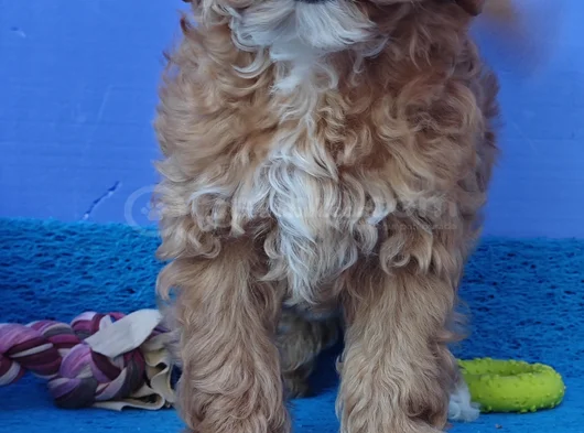 Gerçek Malti̇poo Anne Baba Dan Orji̇nal Malti̇poo Yavrular görsel
