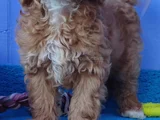 Gerçek Malti̇poo Anne Baba Dan Orji̇nal Malti̇poo Yavrular