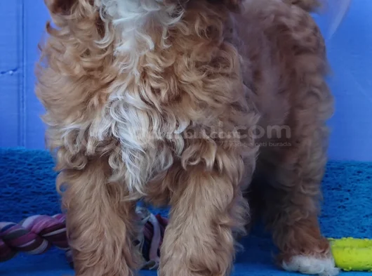Gerçek Malti̇poo Anne Baba Dan Orji̇nal Malti̇poo Yavrular görsel