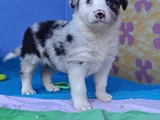 Si̇yah Beyaz Ve Blue Merle Border Coli̇e
