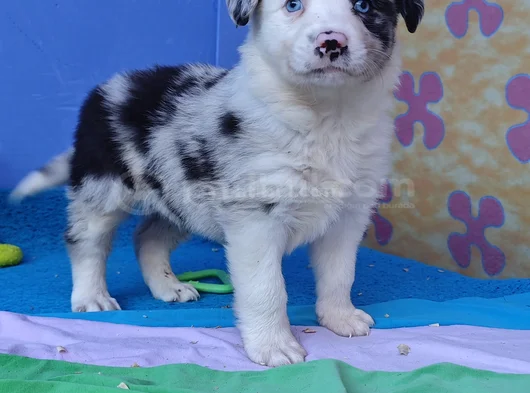 Si̇yah Beyaz Ve Blue Merle Border Coli̇e görsel