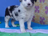 Si̇yah Beyaz Ve Blue Merle Border Coli̇e