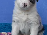 Si̇yah Beyaz Ve Blue Merle Border Coli̇e
