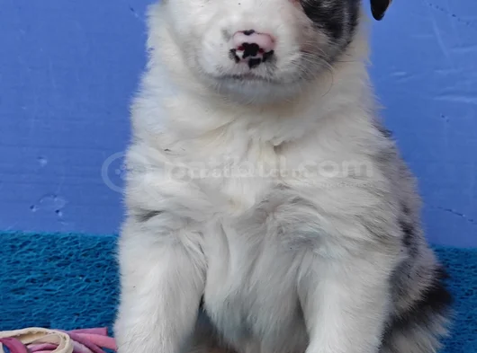 Si̇yah Beyaz Ve Blue Merle Border Coli̇e görsel