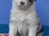 Si̇yah Beyaz Ve Blue Merle Border Coli̇e