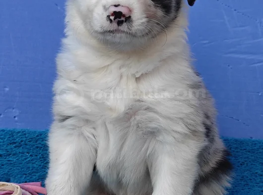 Si̇yah Beyaz Ve Blue Merle Border Coli̇e görsel