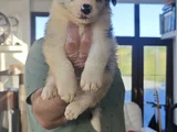 Si̇yah Beyaz Ve Blue Merle Border Coli̇e