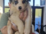 SİYAH BEYAZ VE BLUE MERLE BORDER COLİE