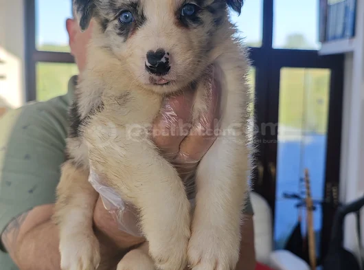 Si̇yah Beyaz Ve Blue Merle Border Coli̇e