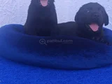 Si̇yah Ve Şampanya Renk Labrador Yavrular