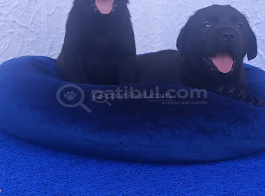 Si̇yah Ve Şampanya Renk Labrador Yavrular görsel