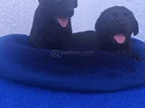 SİYAH VE ŞAMPANYA RENK LABRADOR YAVRULAR
