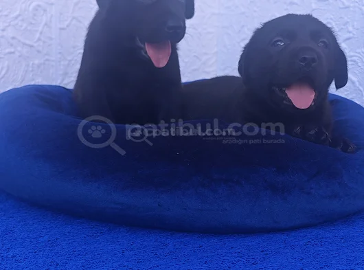 Si̇yah Ve Şampanya Renk Labrador Yavrular