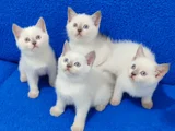 British Shorthair Blue Point Yavrularımız Teslime Hazırdır
