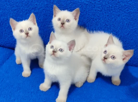 British Shorthair Blue Point Yavrularımız Teslime Hazırdır görsel