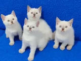 British Shorthair Blue Point yavrularımız Teslime hazırdır