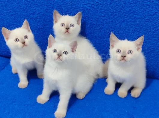 British Shorthair Blue Point Yavrularımız Teslime Hazırdır