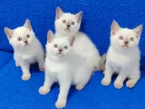 British Shorthair Blue Point Yavrularımız Teslime Hazırdır