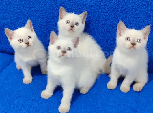 British Shorthair Blue Point Yavrularımız Teslime Hazırdır görsel