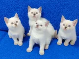 British Shorthair Blue Point Yavrularımız Teslime Hazırdır