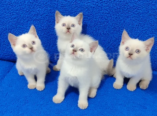 British Shorthair Blue Point Yavrularımız Teslime Hazırdır görsel
