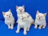 British Shorthair Blue Point Yavrularımız Teslime Hazırdır