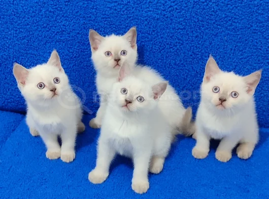 British Shorthair Blue Point Yavrularımız Teslime Hazırdır görsel