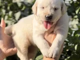 Harika Güzellikte golden Retriever Bebekler