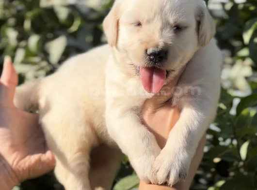 Harika Güzellikte golden Retriever Bebekler