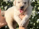 Harika Güzellikte Golden Retriever Bebekler