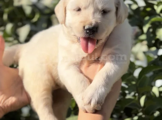 Harika Güzellikte Golden Retriever Bebekler görsel