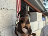 Safkan Doberman Yavrulari