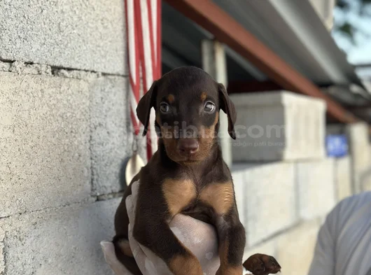 Safkan Doberman Yavrulari görsel