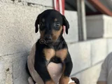 Safkan Doberman Yavrulari