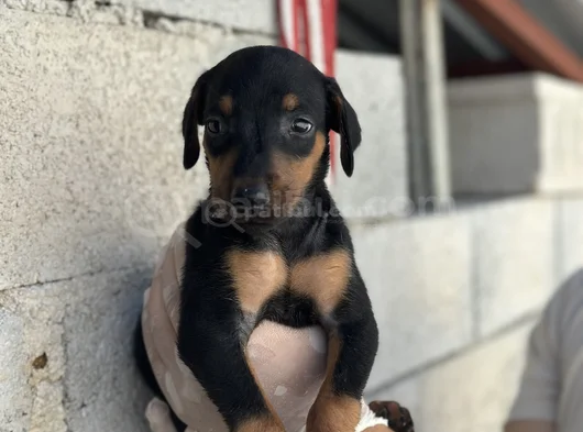 Safkan Doberman Yavrulari görsel