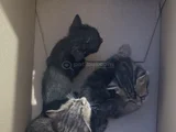 Mi̇ni̇k Yavru Kedi̇ler Yuva Ariyor