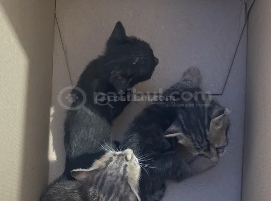 Mi̇ni̇k Yavru Kedi̇ler Yuva Ariyor görsel