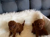 Kore toypoodle